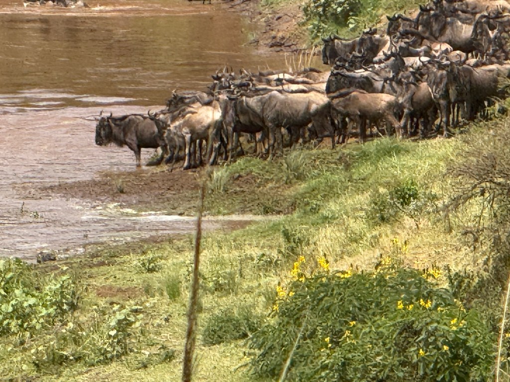 The great migration! And it is not the southern U.S.&nbsp;border.
